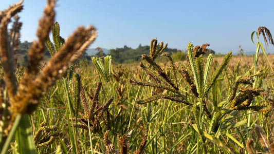 Why Millets Are Called a Superfood – The Ancient Grain for Modern Health